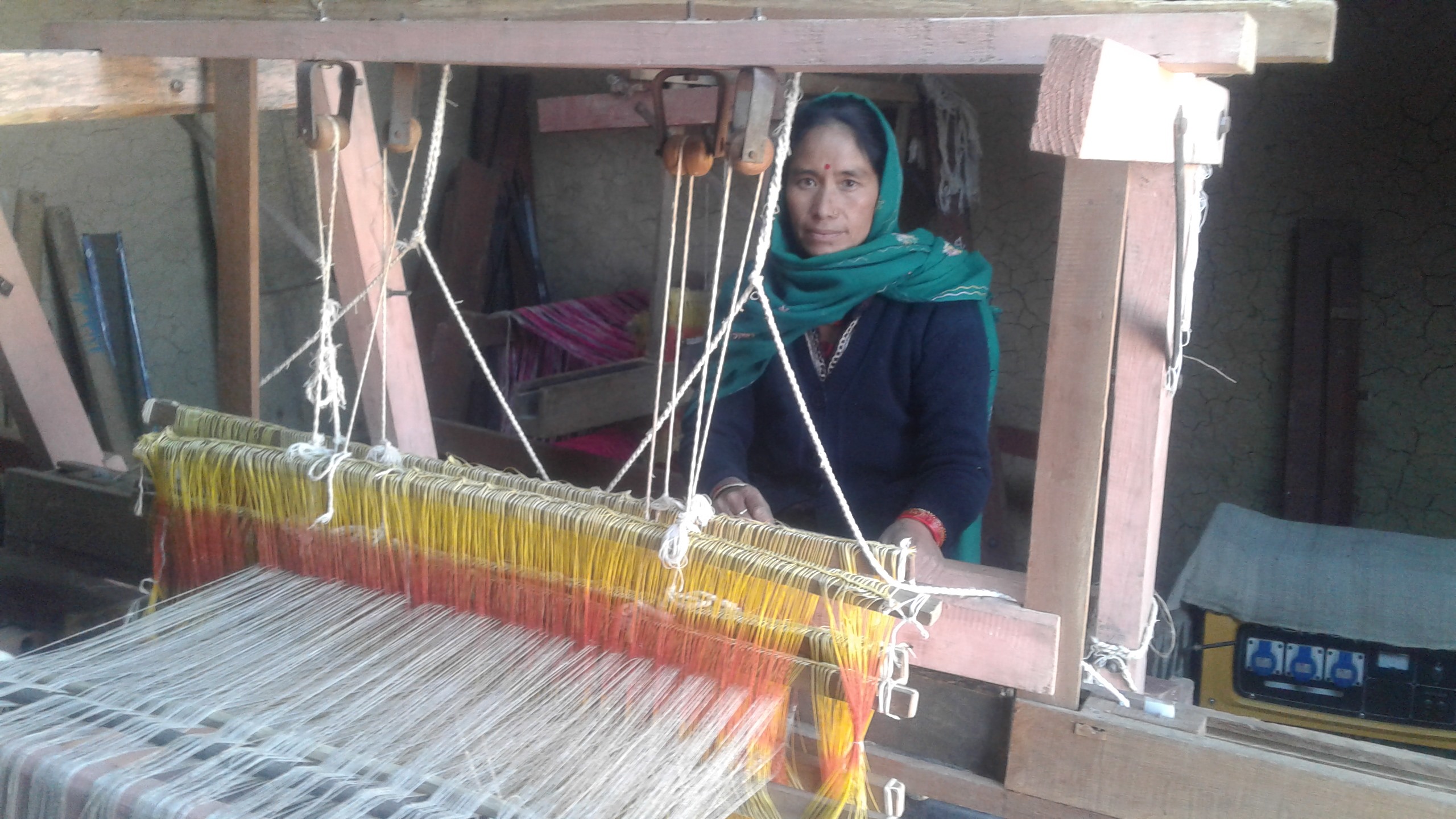कालिकोटमा आम्दानीको मुख्य स्रोत बन्दै अल्लो