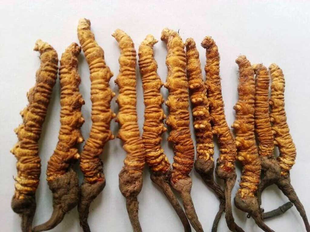 यार्सागुम्बाको चोरी निकासी रोक्न सुरक्षाकर्मी र स्थानीय युवाहरुको सामूहिक गस्ती