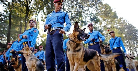 पाँचथर ९ जना हत्याकाण्ड, अनुसन्धानमा कुकुरदेखि सिआइबीको टोलीसम्म