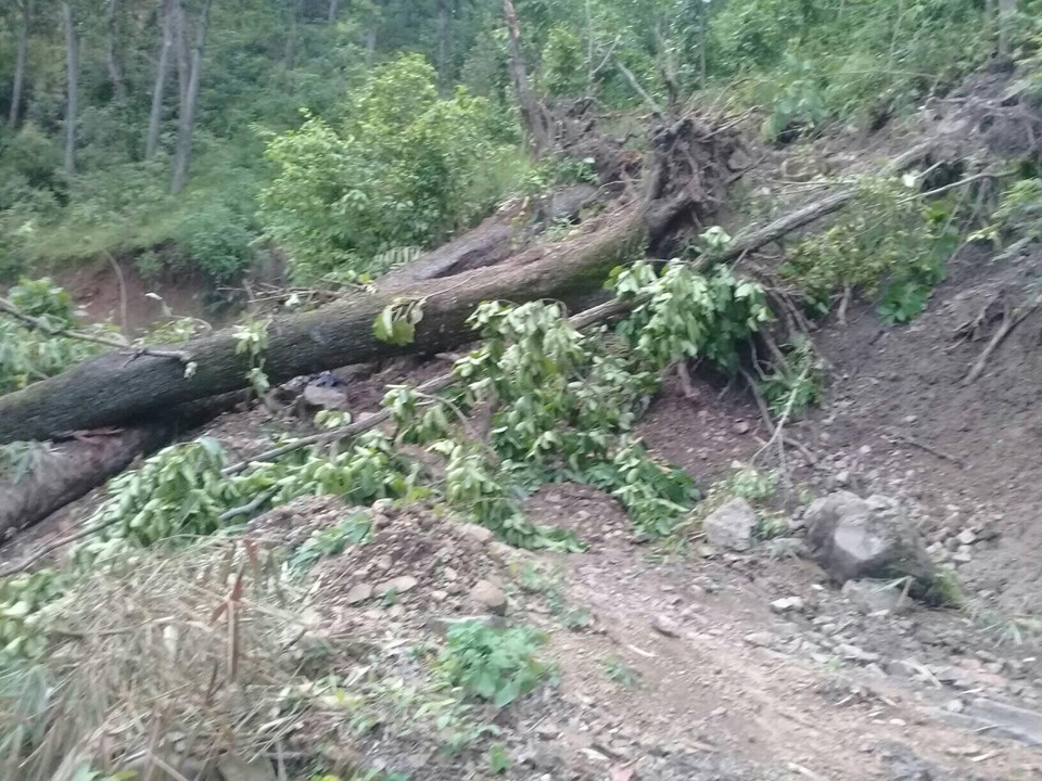 लेकबेसीमा रुख ढल्दा सडक अबरुद्ध,स्थानीयलाइ सास्ती