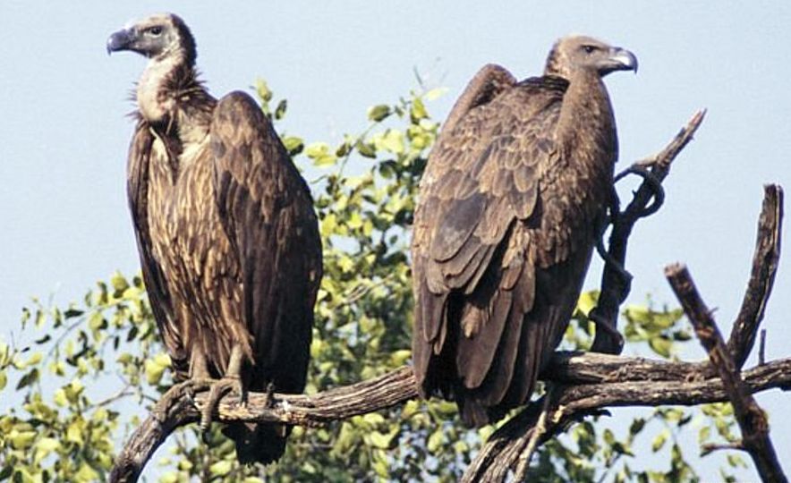 दैलेखमा देखिए दुर्लभ गिद्ध