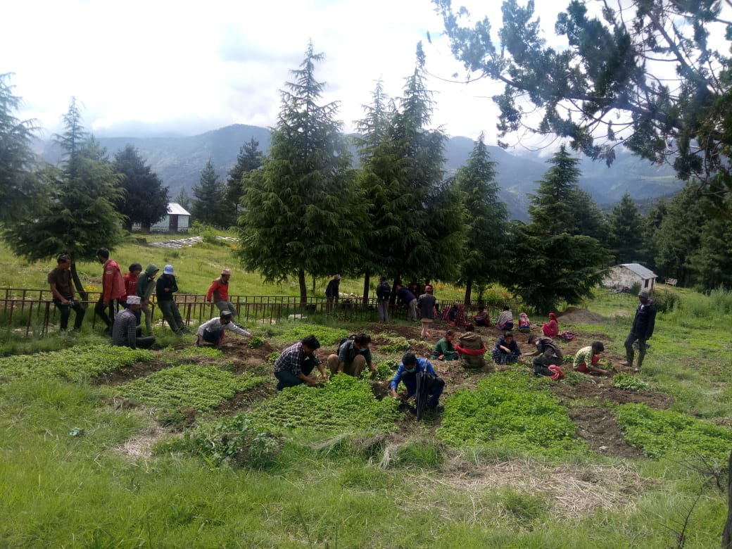 औषधी जन्य बिरुवाको संरक्षणमा जुट्दै वनस्पति अनुसन्धान केन्द्र, ।