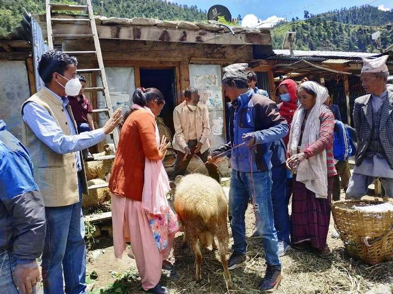 किसानलाई उन्नतजातको भेडा बितरण ।