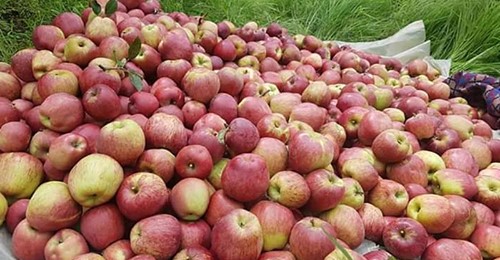 गत्त वर्षको तुलनामा यस वर्ष स्याउ उत्पादनमा ५० प्रतिशत गिरावट ।