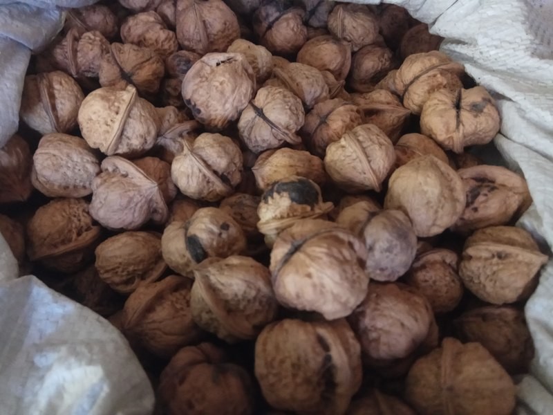 जुम्लाका किसानले गरे ओखर खेती बाटै आम्दानी