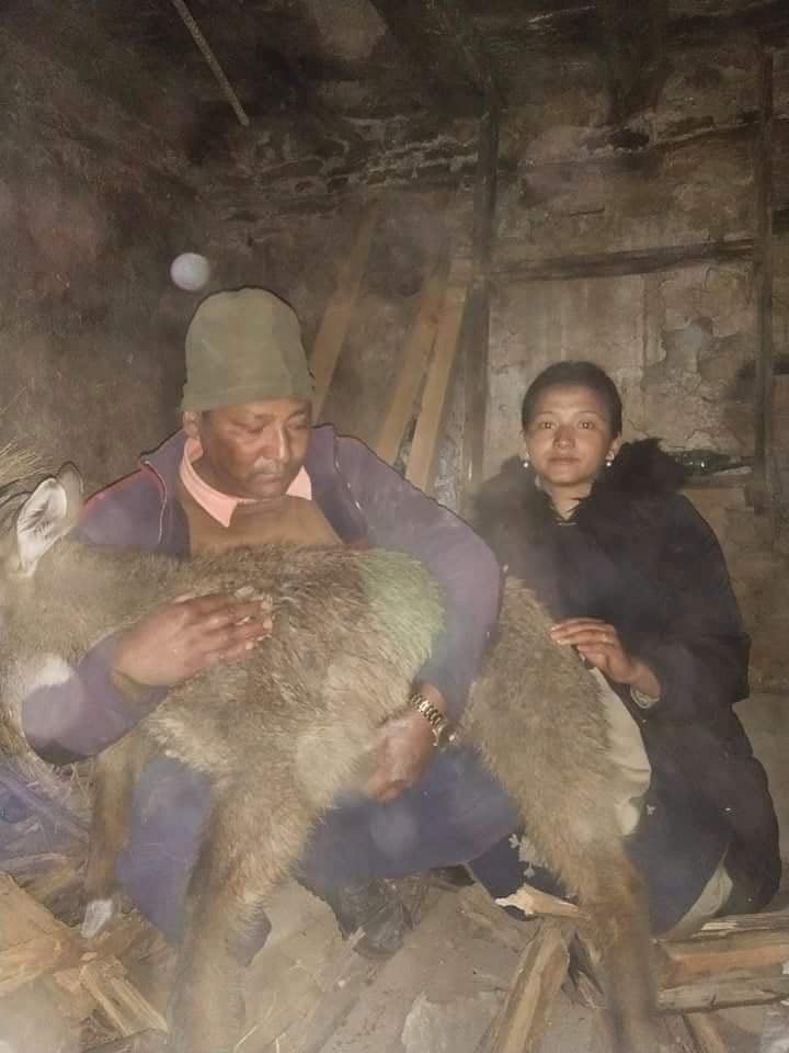 गाउँ पसेको घोरलको सकुशल उद्धार