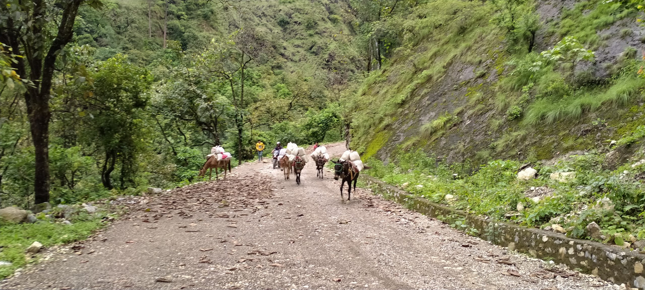 गाडी चलेको ठाउँमा खच्चडको राज