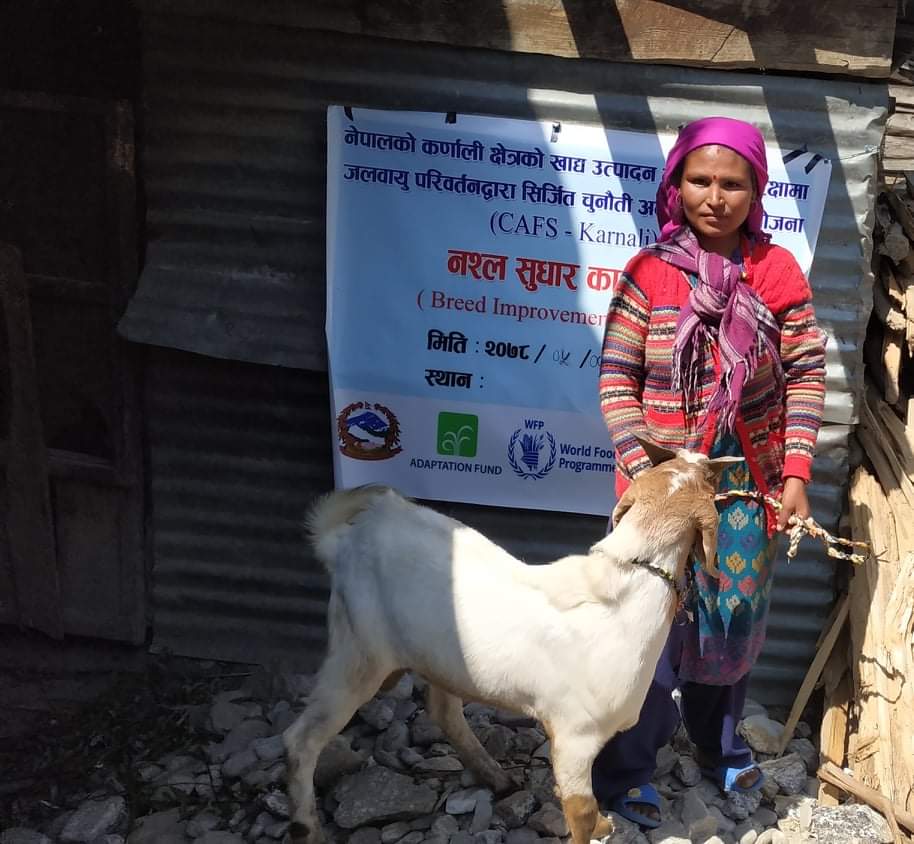 जुम्लाका ३ सय घरधुरीका किसानलाई उन्नत जातका भेडा थुमा
