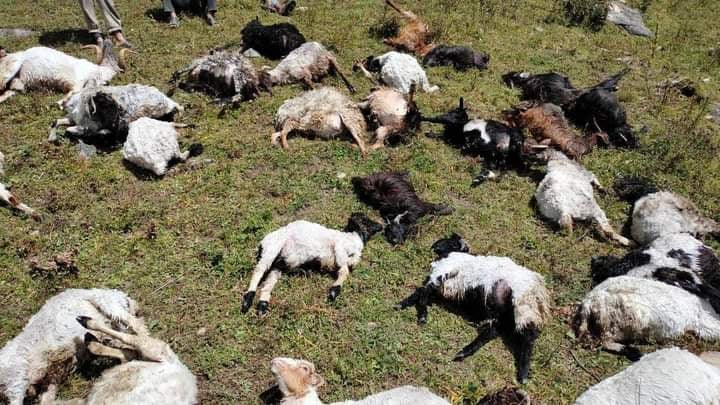 जुम्लामा चट्याङ लागेर ४० भेडा मरे
