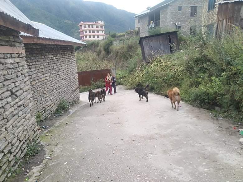 जुम्लामा भुस्या कुकुरको विगविगी, नियन्त्रण गर्न स्थानियको माग
