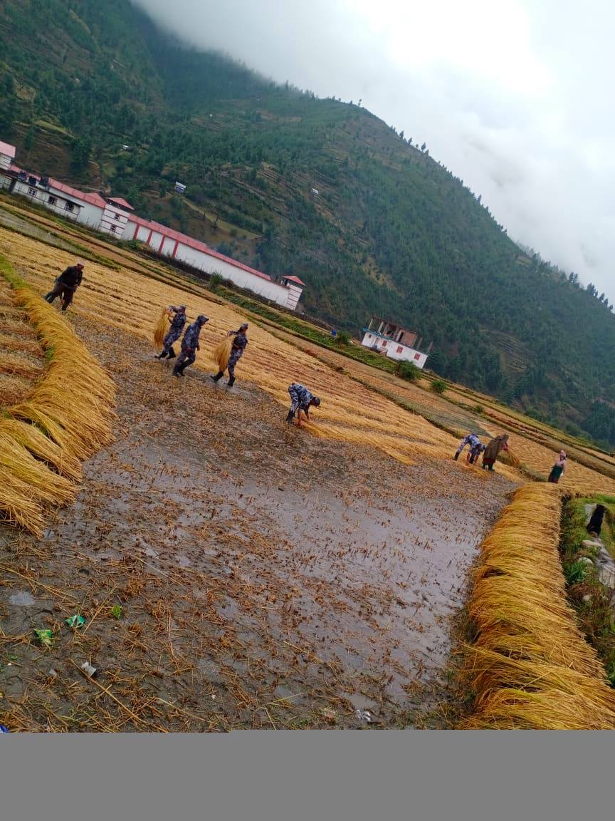 बिपदमा किसानको सारथी बन्दै शशस्त्र प्रहरी जुम्ला