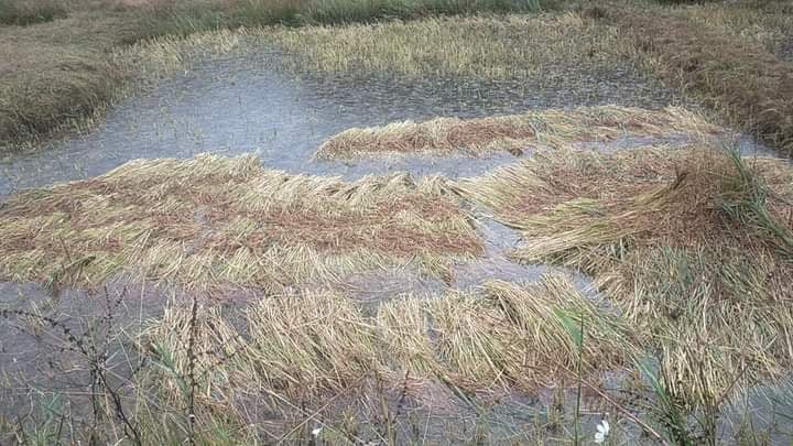 वर्षाका कारण जुम्लामा मार्सी धानको बिउ नै नष्ट हुने खतरामा