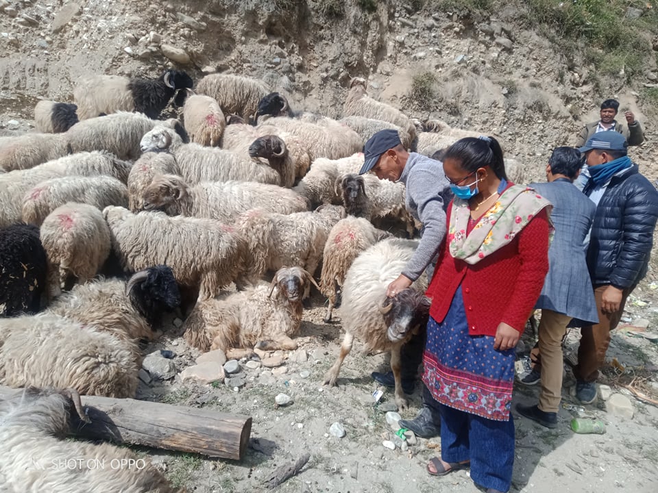 गोठालो भता माग्दै भेडापालक किसान