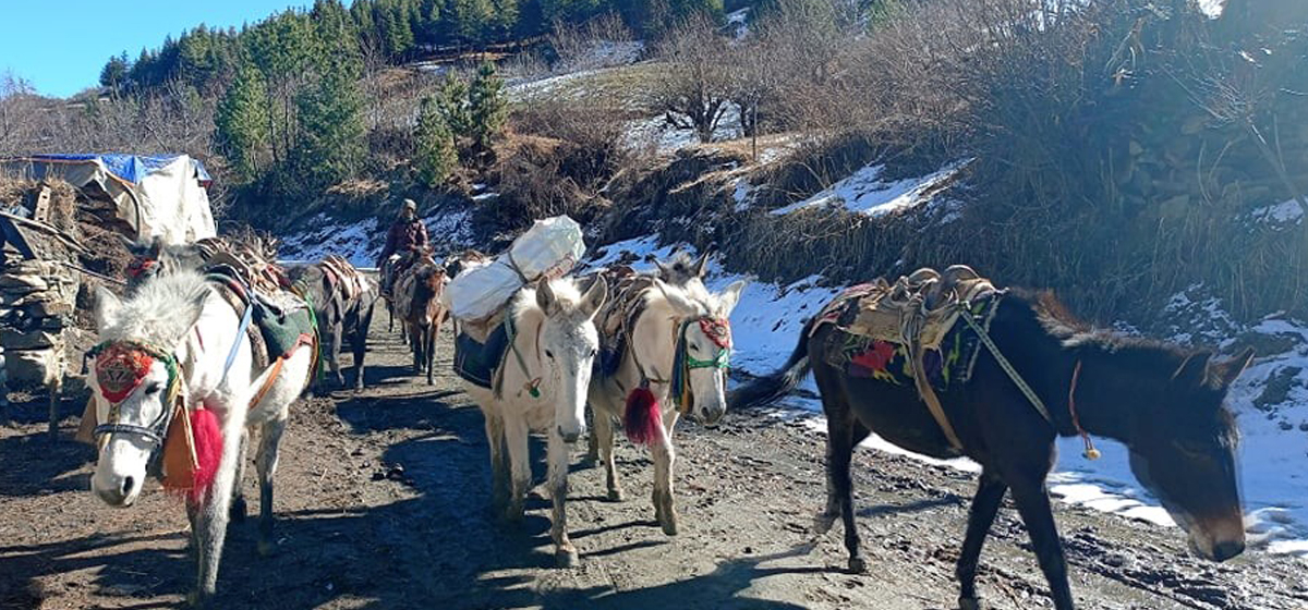 खुम्चिँदो खच्चड व्यवसाय