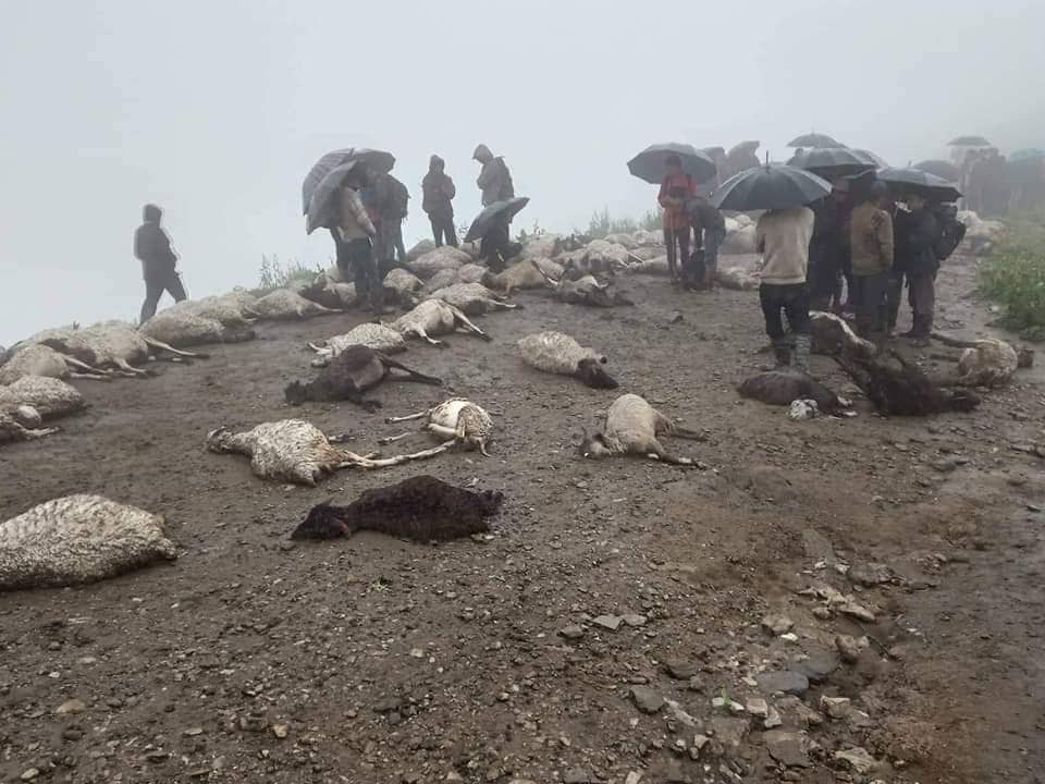 जुम्लाको  बागजाले पाटनमा चट्याङले ८० भेडा मरे ३ सय बेपता