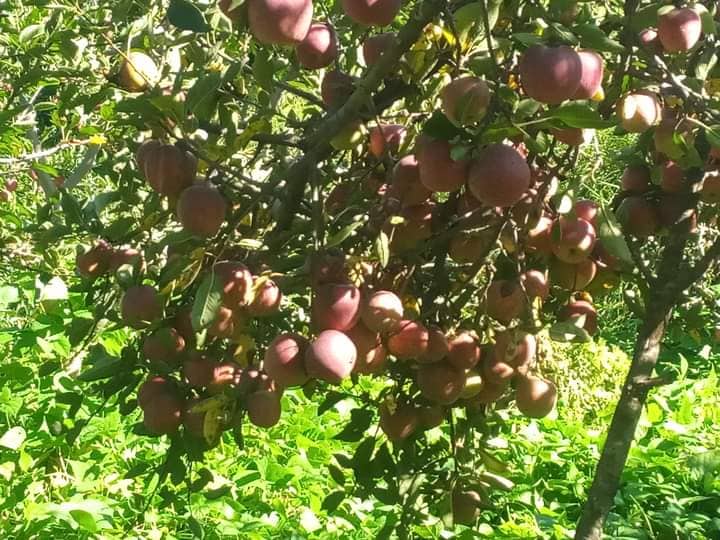 जुम्लामा यस वर्ष स्याउबाट करिब ५० करोड आर्थिक भित्रिने आँकलन