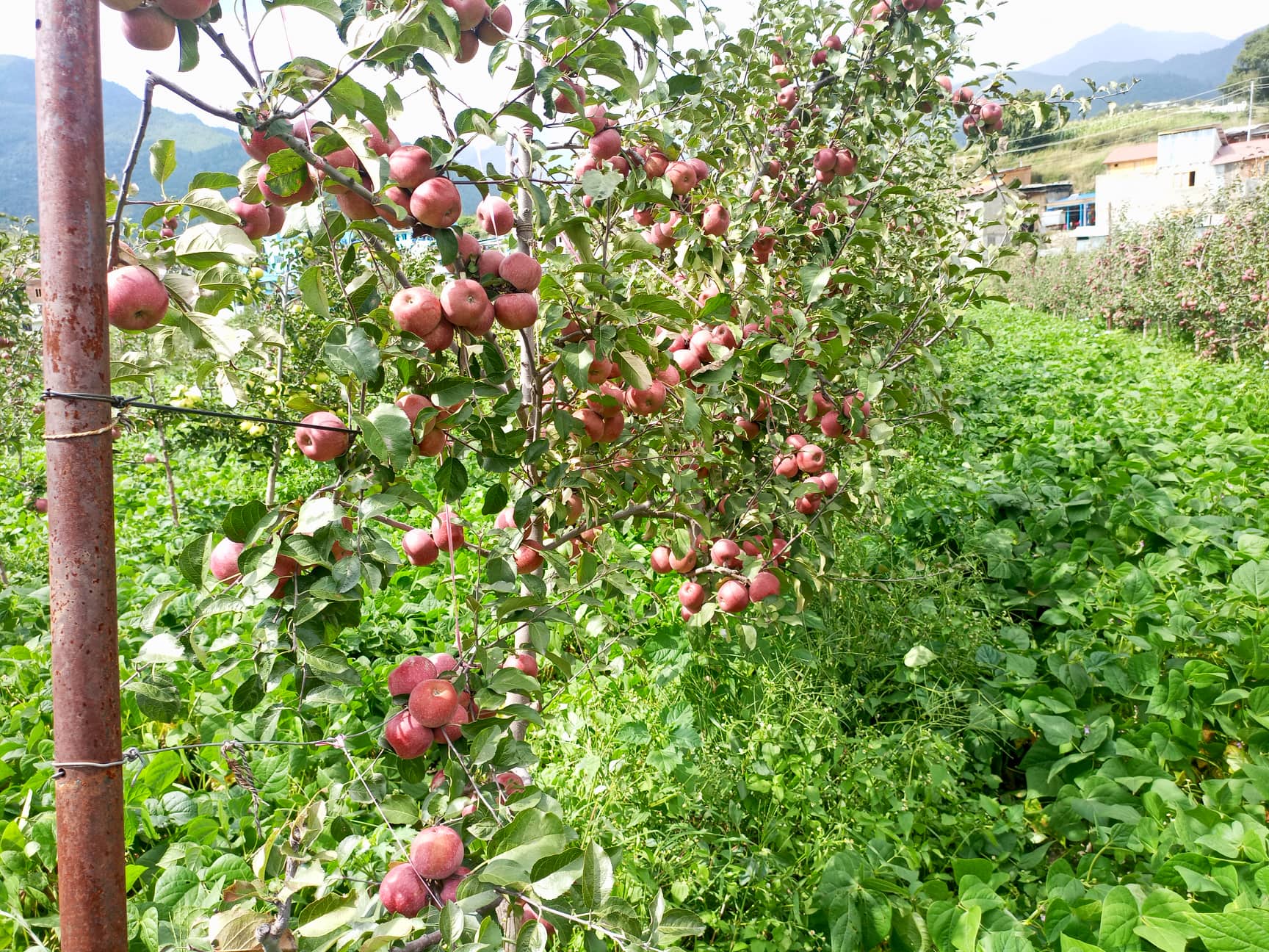 जुम्लामा स्याउ महोत्सव हुदै