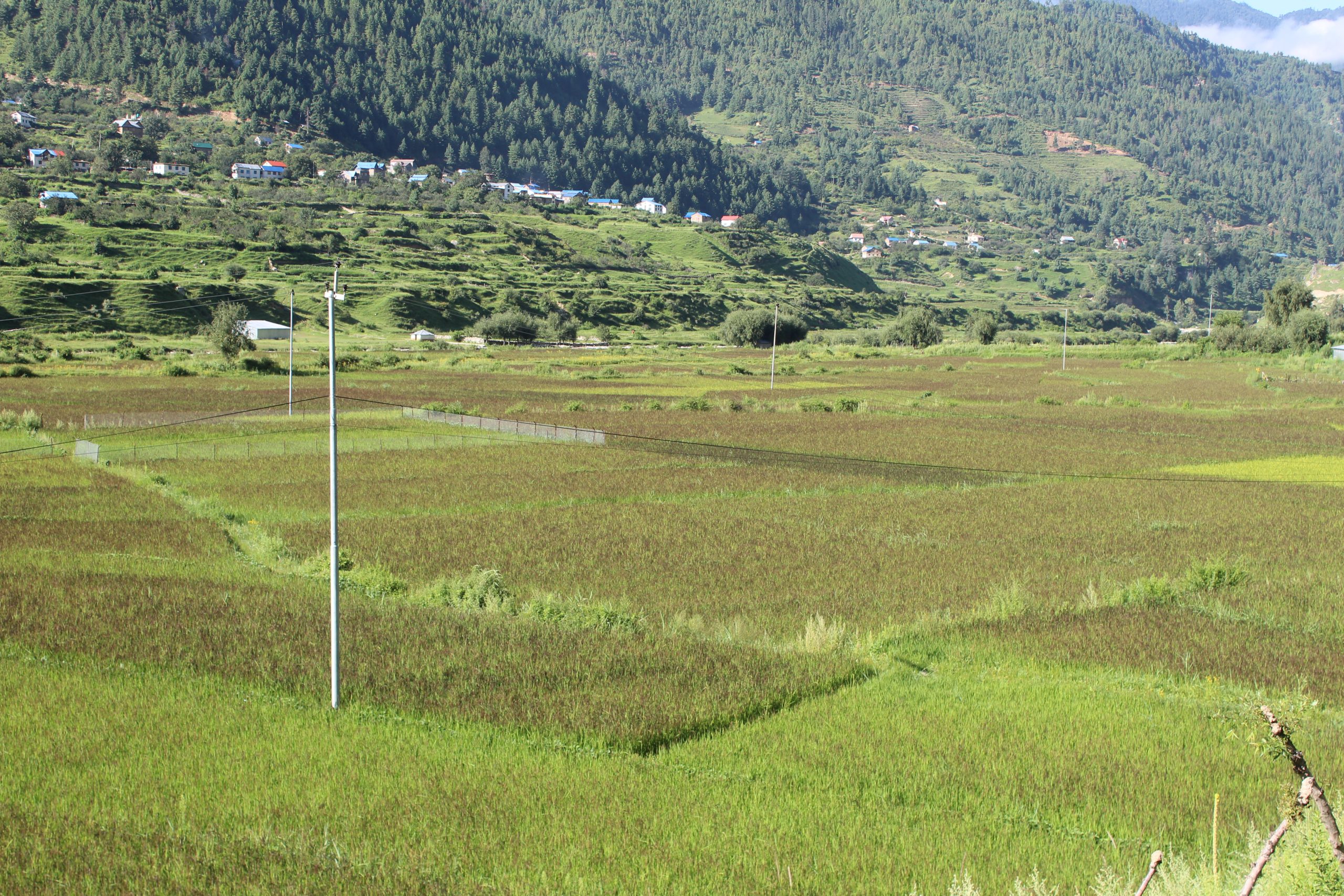 बाढी पहिरोले सबै भन्दा धानवालीमा क्षेति