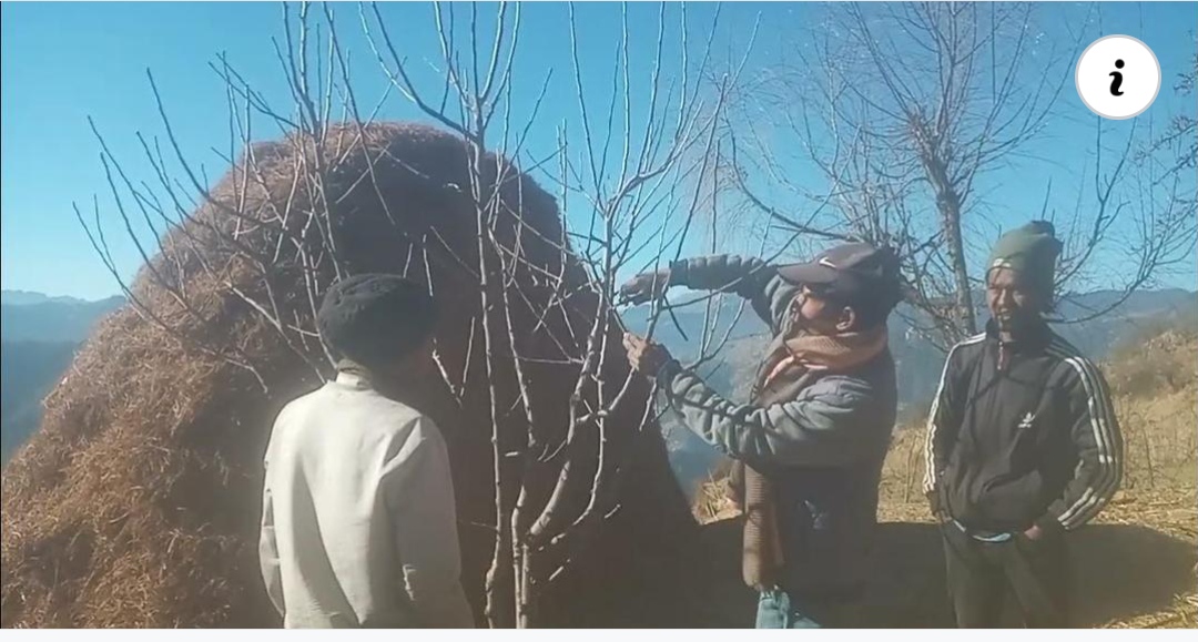 जुम्लाका स्याउ किसान बगैंचा व्यवस्थापनमा ब्यस्त