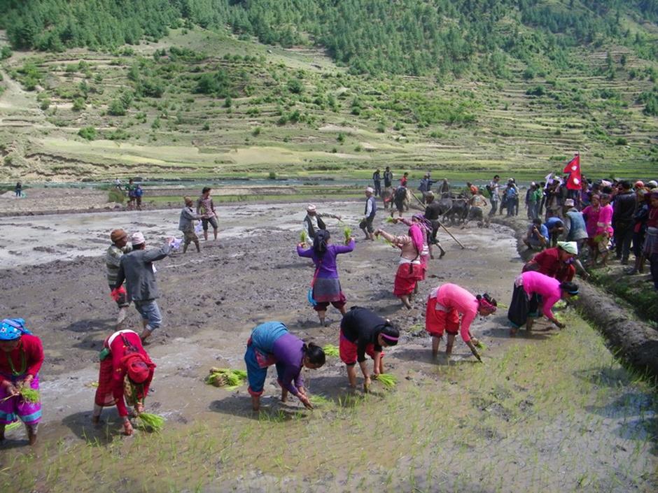 चैत १२ मार्सी धानको खेती गर्ने दिन
