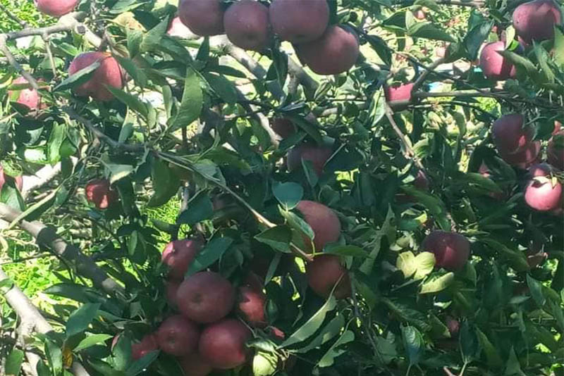 स्याउका बिरुवामा किरा लागेपछि जुम्लाका किसान चिन्तित