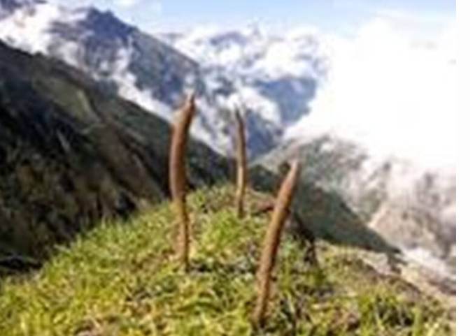 मुगु हिमपहिरो अपडेट : यार्सागुम्बा खोज्न गएका जुम्लाका तीनजनाको मृत्यु
