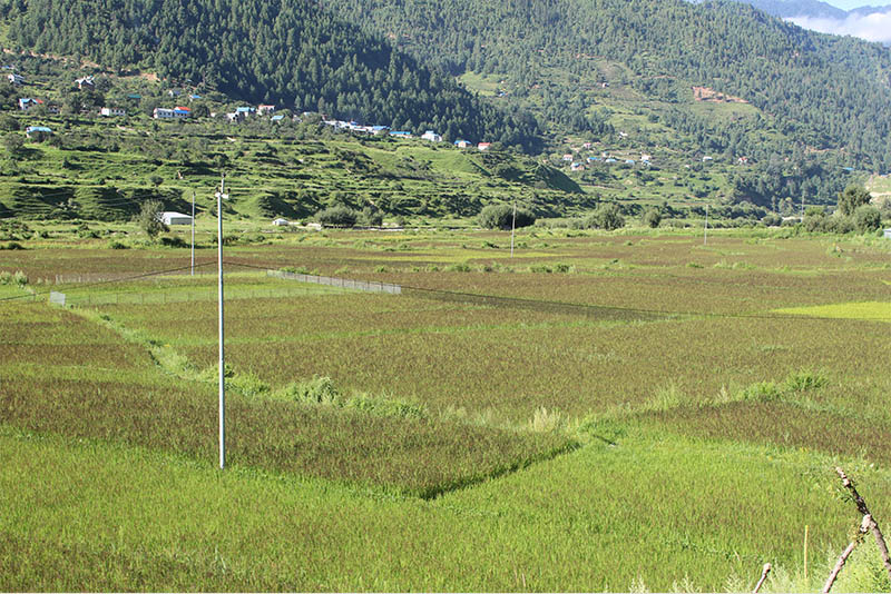 मार्सी धानको ब्रान्डिङ गरिने