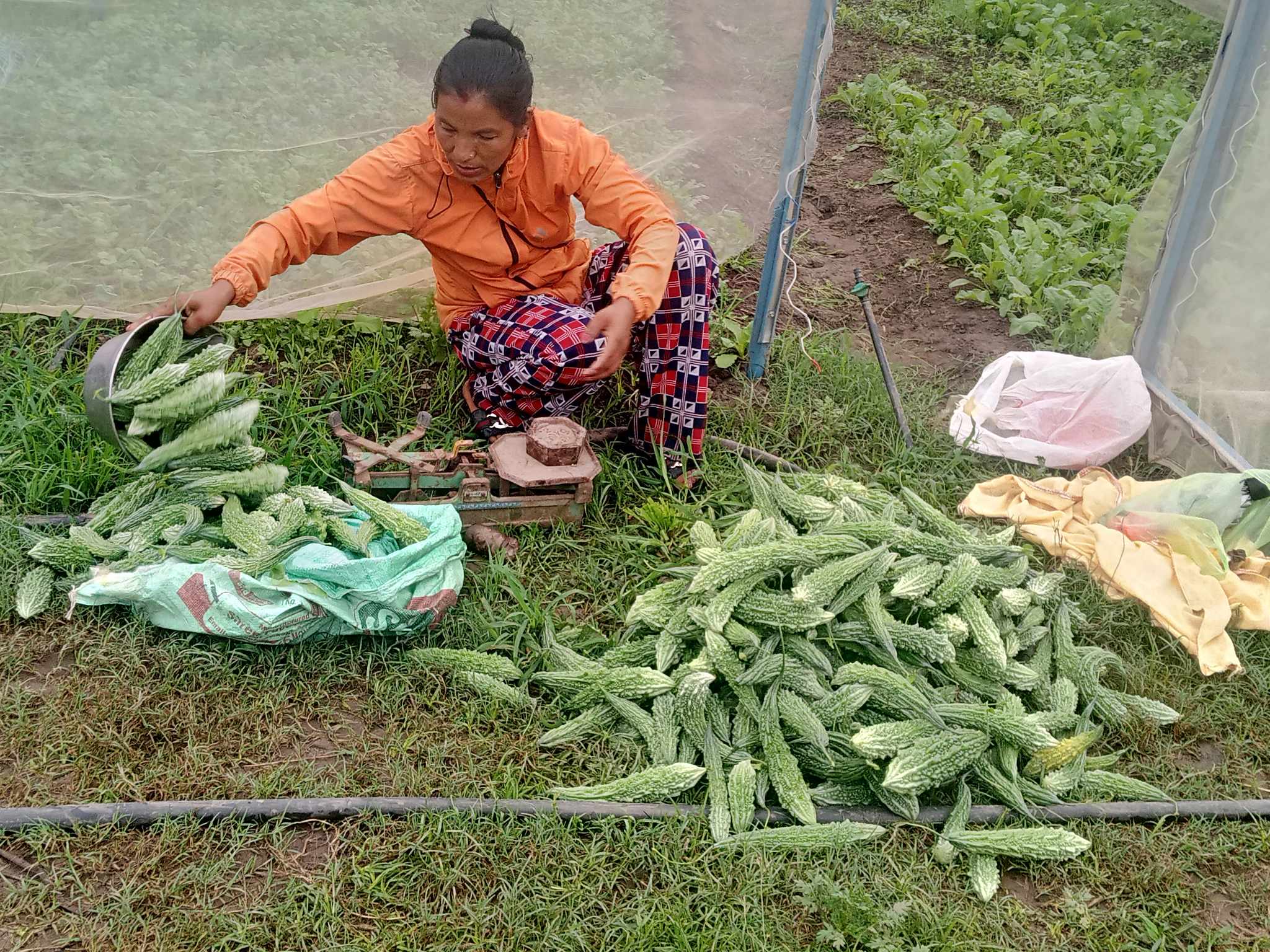 राजनीतिसँगै तरकारी खेती र मौरीपालनमा रमेकी रोकाया