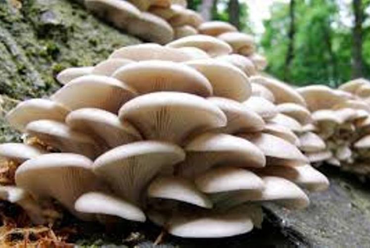 विषालु च्याउ खाँदा जाजरकोटमा एकजनाको मृत्यु