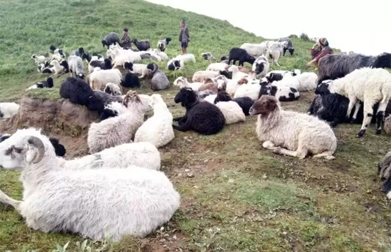 अछाममा लिइएका जुम्ली भेडा अज्ञात रोगका कारण मर्दै