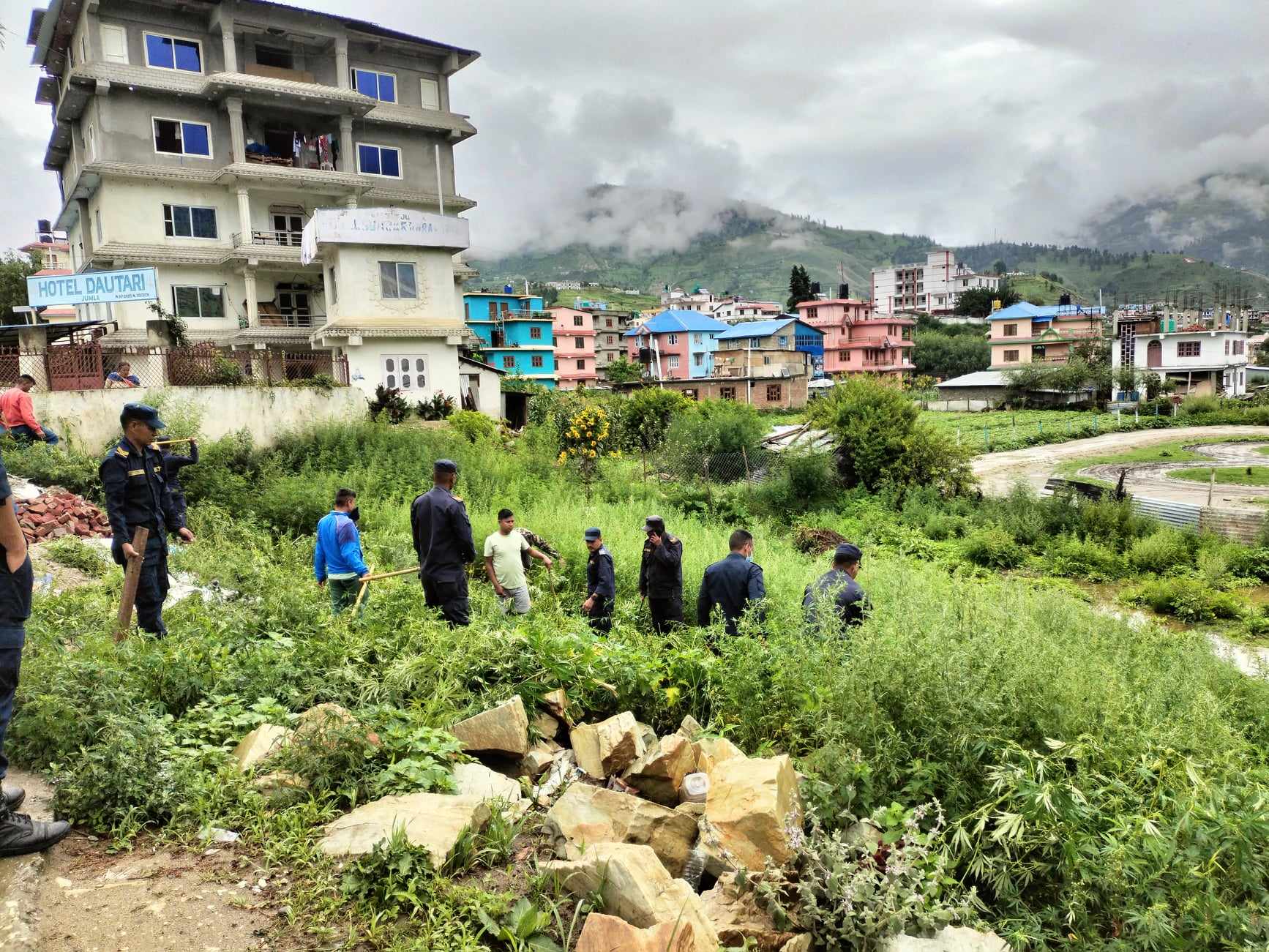 जुम्लामा आफै उम्रेको अवैध गाँजा फडानी