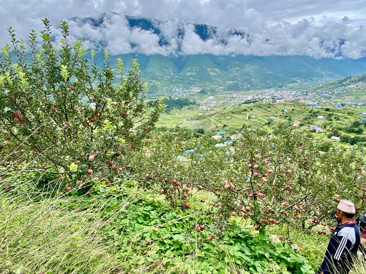 गुणस्तरीय स्याउ उत्पादनले खुलाउँदै जुम्लाको आर्थिक सम्भावना